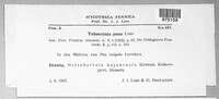 Image of Tuburcinia poae